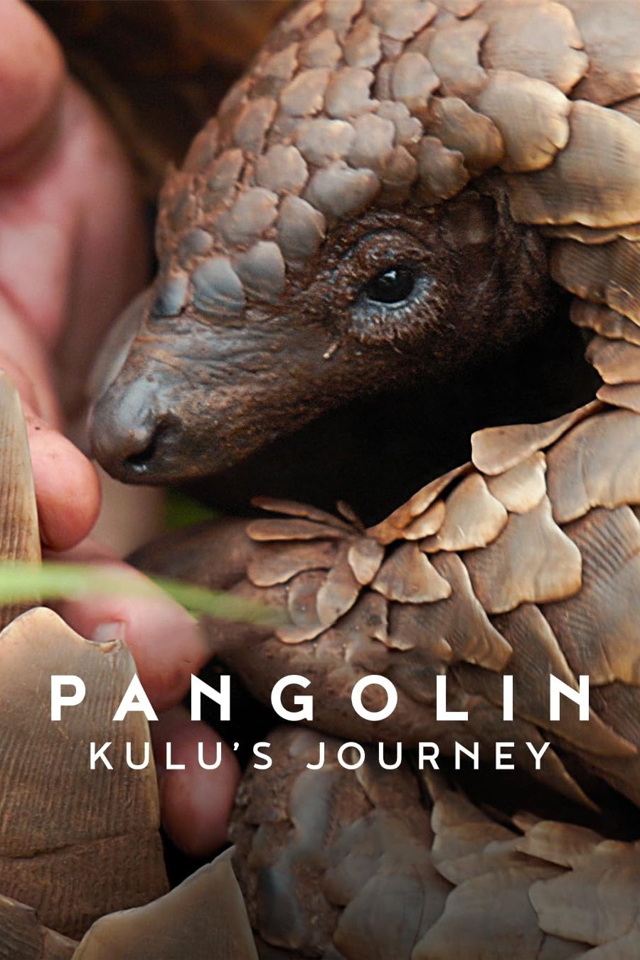 ดูหนัง Pangolin: Kulu’s Journey (2025) Pangolin: การเดินทางของคูลู
