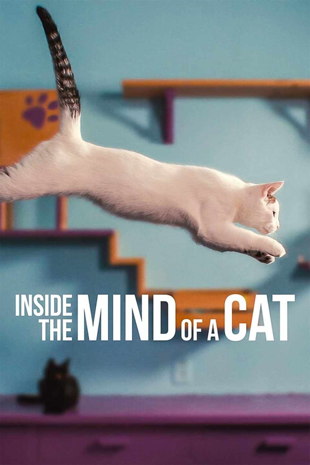 ดูหนัง Inside the Mind of a Cat (2022) คิดแบบแมวๆ