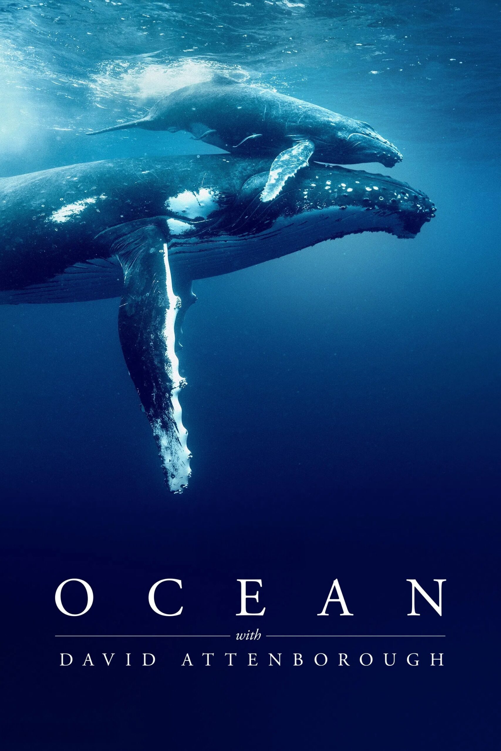 ดูหนัง Ocean with David Attenborough (2025)
