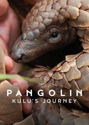ดูหนัง Pangolin: Kulu’s Journey (2025) Pangolin: การเดินทางของคูลู